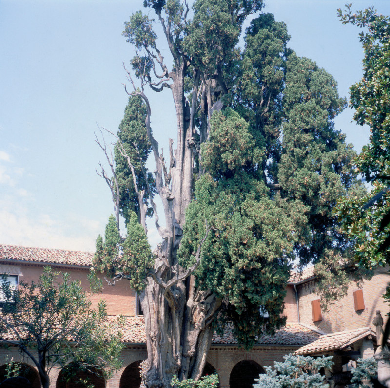 Il Cipresso di San Francesco a Villa Verucchio.