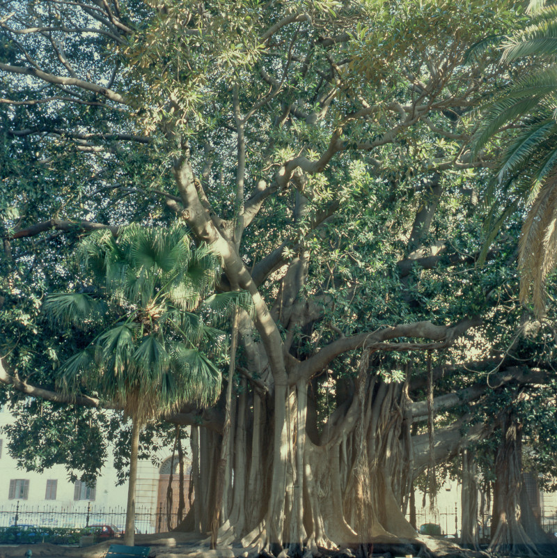 Il Ficus di Piazza Marina a Palermo.